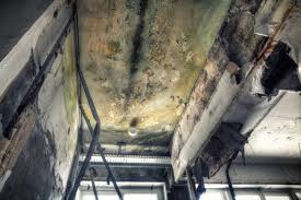 Professional Mold Inspection in Willmar, MN